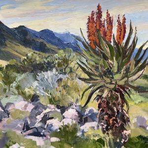 Flowering Aloe