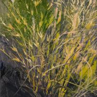 Grasses
