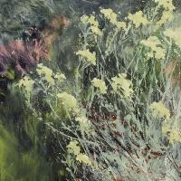 Helichrysum